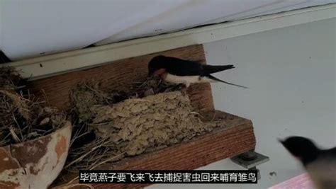 燕子在家门口筑巢 命理風水